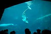aquariumSelections